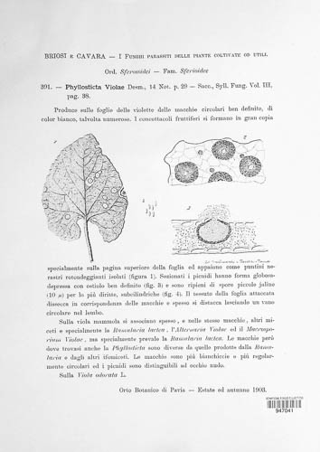 Phyllosticta violae image